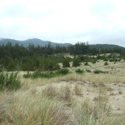 사이유슬로 국유림(Suislaw National Forest), 모래 언덕