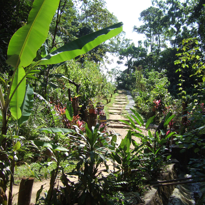 부킷 가싱 교육림(Hutan Pendidikan Bukit Gasing)